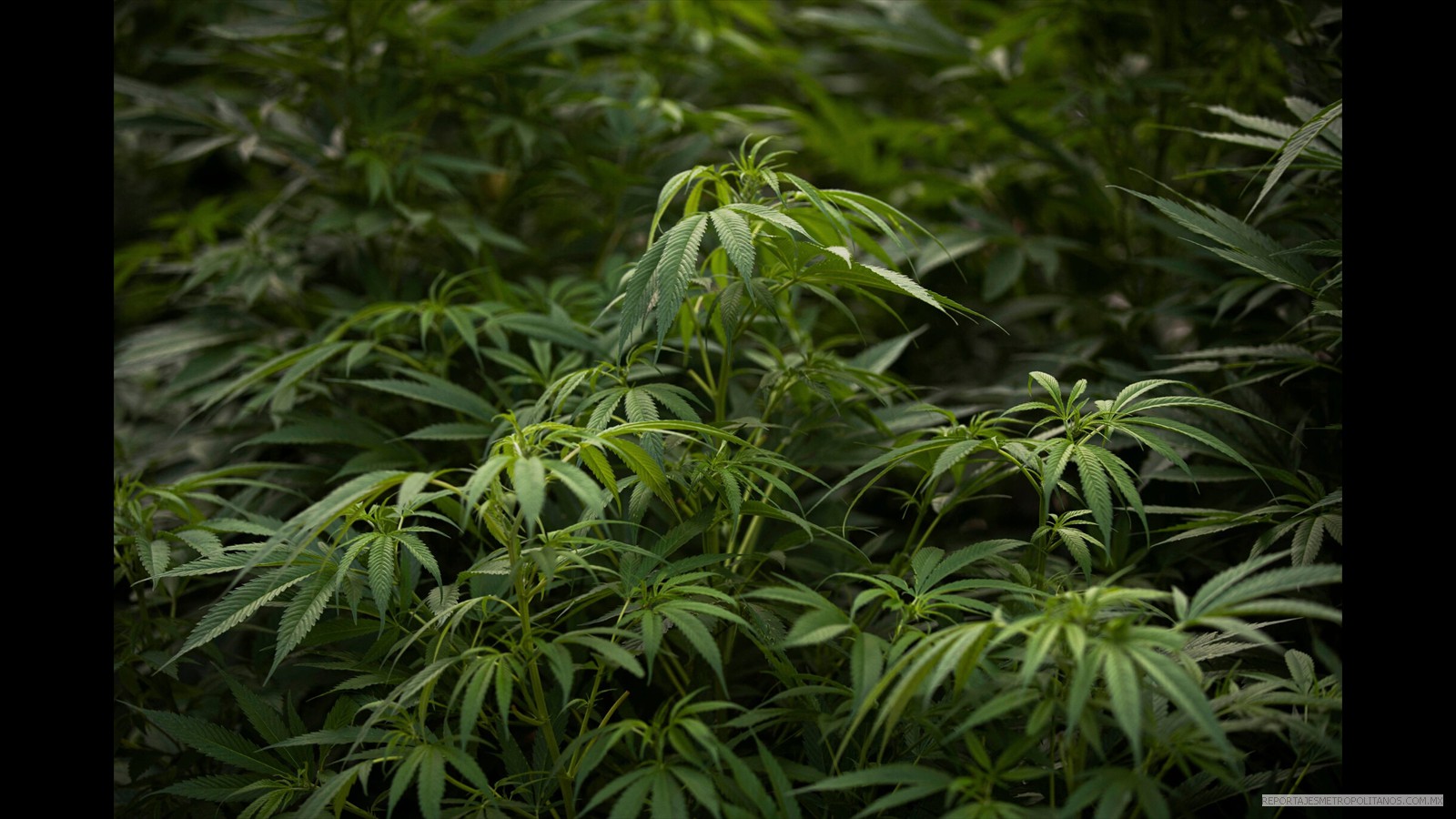 México se prepara legalizar la marihuana y convertirse en el mercado más grande del mundo