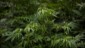 México se prepara legalizar la marihuana y convertirse en el mercado más grande del mundo